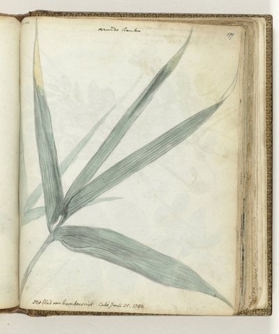 Foglia di bambù da Jan Brandes