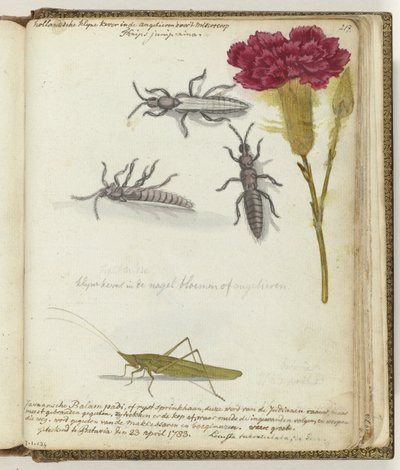 Scarabeo olandese e cavalletta del riso giavanese da Jan Brandes