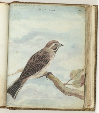 Uccello olandese da Jan Brandes