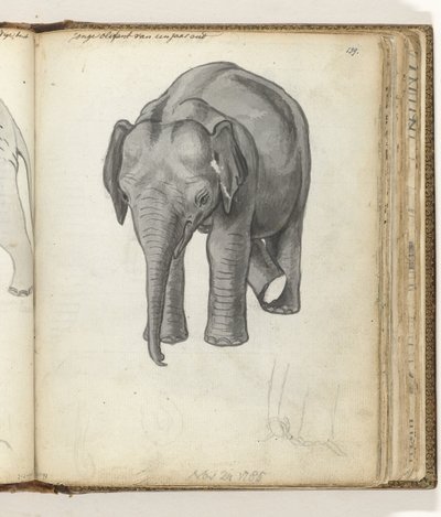 Giovane elefante da Jan Brandes
