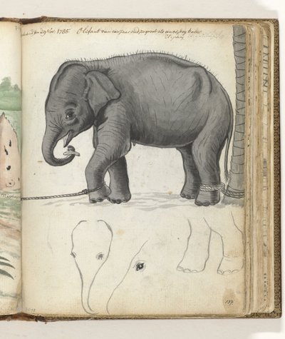 Giovane elefante legato a un albero da Jan Brandes