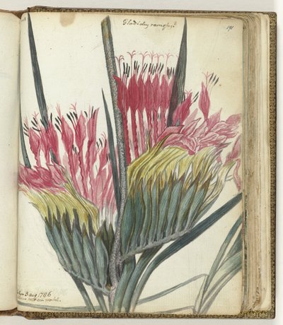 Fiore del Capo da Jan Brandes
