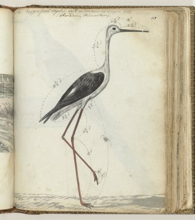 Uccello di palude del Capo da Jan Brandes