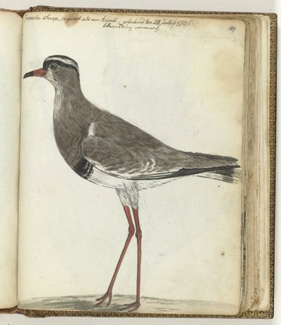 Beccaccia del Capo da Jan Brandes