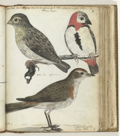 Uccelli del Capo da Jan Brandes