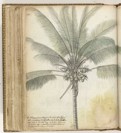 Albero di cocco da Jan Brandes