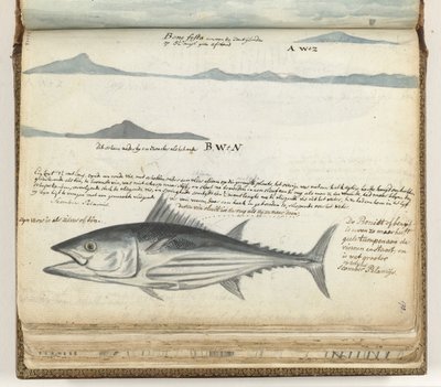 Profili costieri delle Isole Canarie. Pesce da Jan Brandes