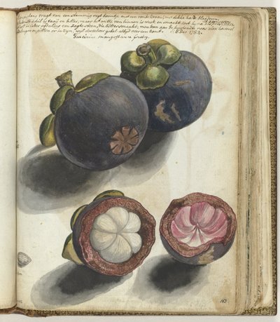 Mangostano da Jan Brandes