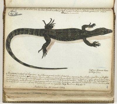 Minjawa o iguana da Jan Brandes