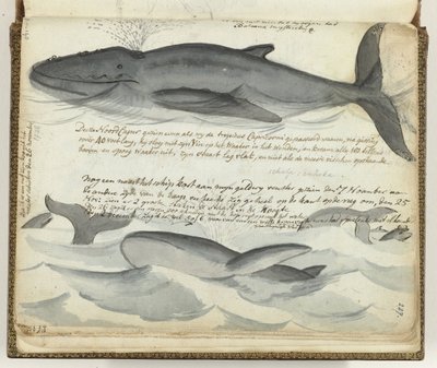 Balene franche del Nord da Jan Brandes