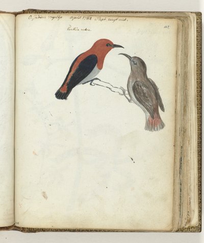 Uccello delle Indie Orientali da Jan Brandes