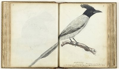 Paradise Flycatcher da Jan Brandes