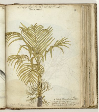 Albero di pinang da Jan Brandes