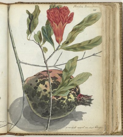 Melograno da Jan Brandes