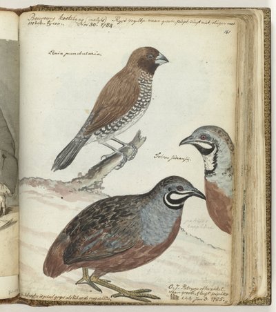 Uccello del riso e quaglie orientali da Jan Brandes