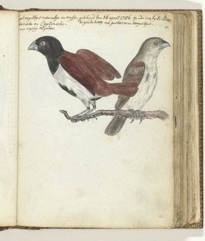 Uccellini del riso da Jan Brandes