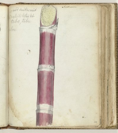 Canna da zucchero rossa da Jan Brandes