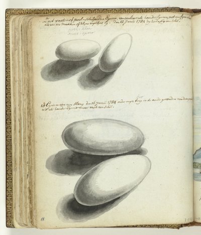 Uova di tartaruga e serpente da Jan Brandes