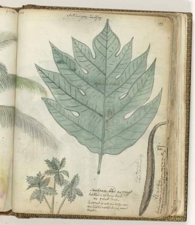 Foglia e frutto di sukun da Jan Brandes