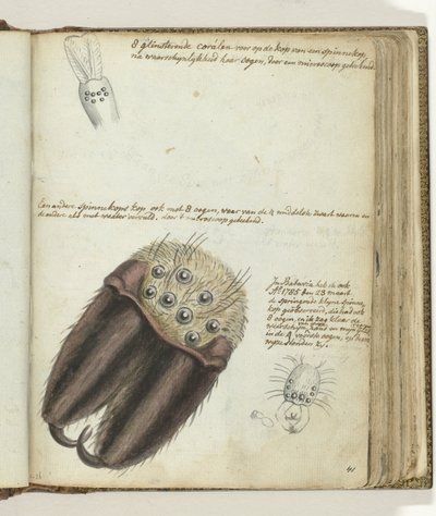 Ragni da Jan Brandes