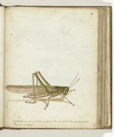Cavalletta da Jan Brandes