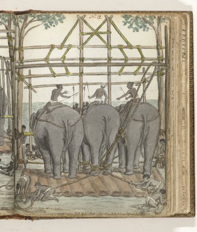 Addomesticamento di un elefante selvatico nella stalla temporanea, vista posteriore da Jan Brandes