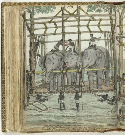Addomesticamento di un elefante da Jan Brandes