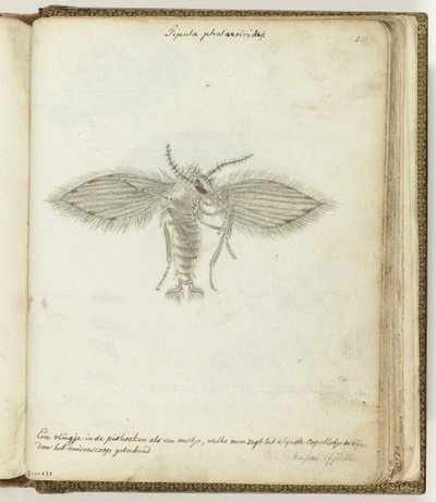 Moscerino da Jan Brandes