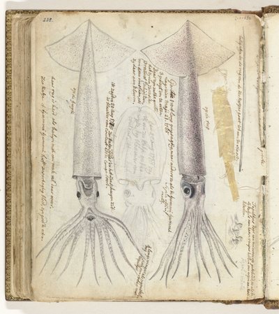 Seppia e gorita da Jan Brandes