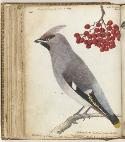 Uccello svedese da Jan Brandes