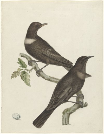 Due tordi (Purdus torquatus) con un uovo da Jan Christiaan Sepp (possibly)