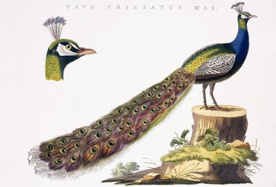 Pavone, c.1809-1829 da Jan Christiaen Sepp