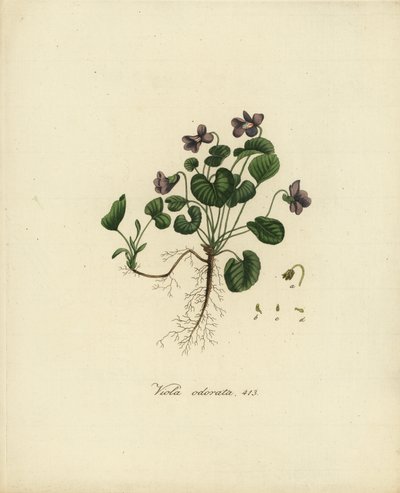 Viola odorata da Jan Christiaen Sepp