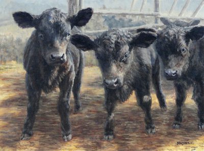 Vitelli neri curiosi da Jan Clizer
