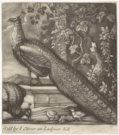 Pavoni da Jan Griffier (I)