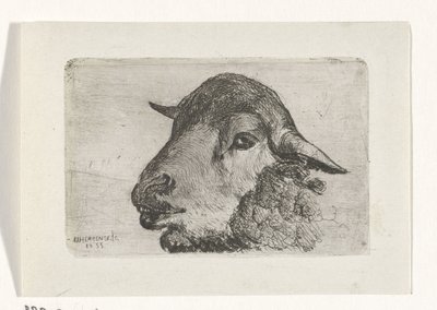 Testa di pecora da Jan Heppener