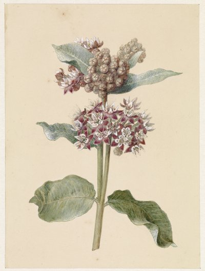 Specie di Asclepias in fiore da Jan Jacob Goteling Vinnis