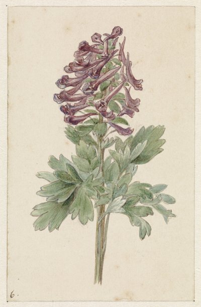 Corydalis bulbosa in fiore da Jan Jacob Goteling Vinnis