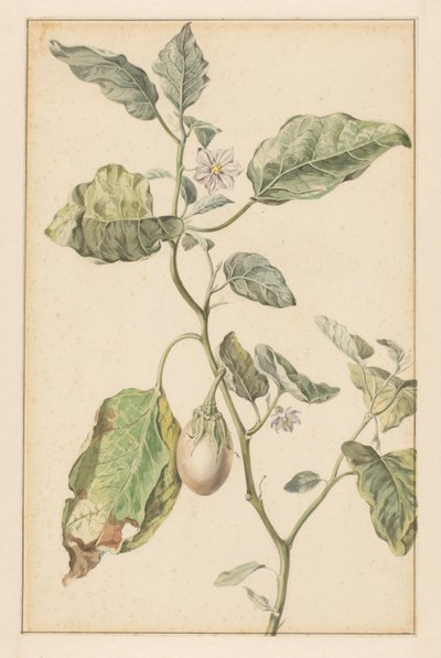 Pianta di melanzana da Jan Jansz. van der Vinne