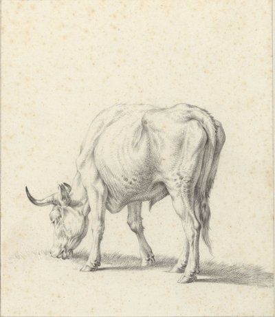 Toro al pascolo da Jan Kobell (II)