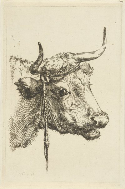 Testa di una mucca da Jan Kobell (II)