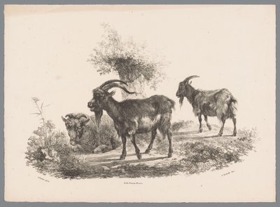 Due capre e una pecora vicino a un albero (Studi di animali di J. Kobell da Paul Potter Nr. 1) da Jan Kobell (III)