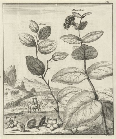 Immagine di due piante persiane da Jan Luyken
