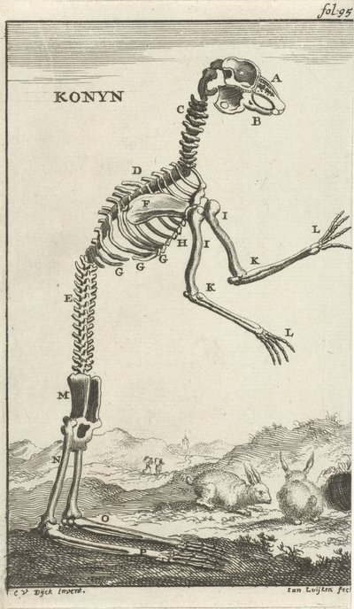 Scheletro di un coniglio da Jan Luyken