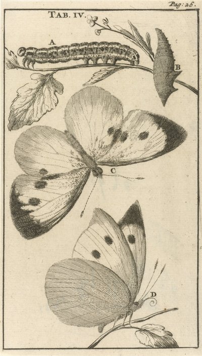 Bruchi, crisalidi e farfalle IV da Jan Luyken