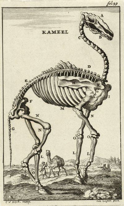 Scheletro di un cammello, c. 1680s da Jan Luyken