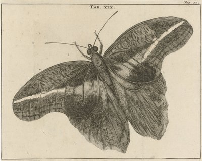 Farfalla gigante del Suriname XIX da Jan Luyken