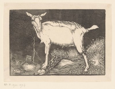 Capra bianca da Jan Mankes