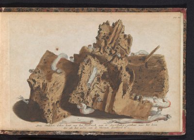 Parti di pali danneggiati da vermi marini, 1731 da Jan Ruyter