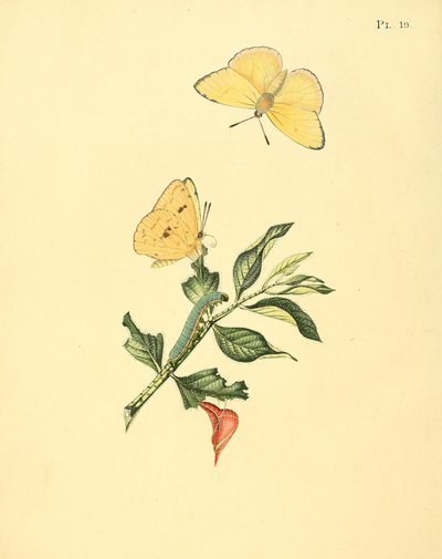 Phoebis sennae (come syn. Papilio hyperici) da Jan Sepp